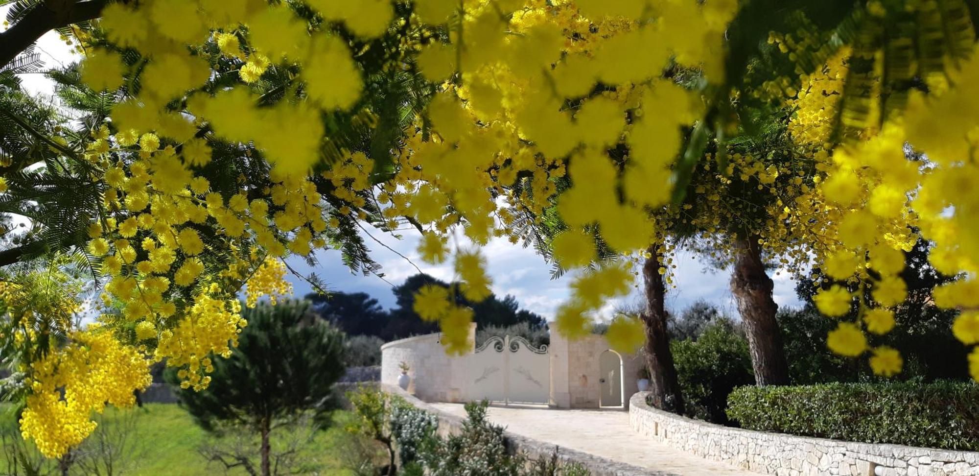 צ'יסטרנינו Villa Karmel Valle D'Itria מראה חיצוני תמונה
